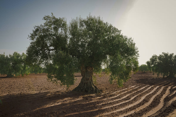 Water, Soil, and Stone