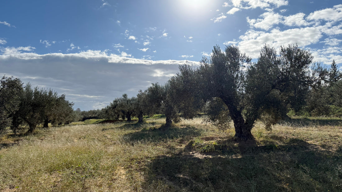 The Olive Tree and Time