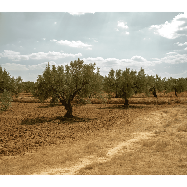 The First Ingredient