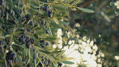 Zaitique Nomad Organic EVOO - 500mL